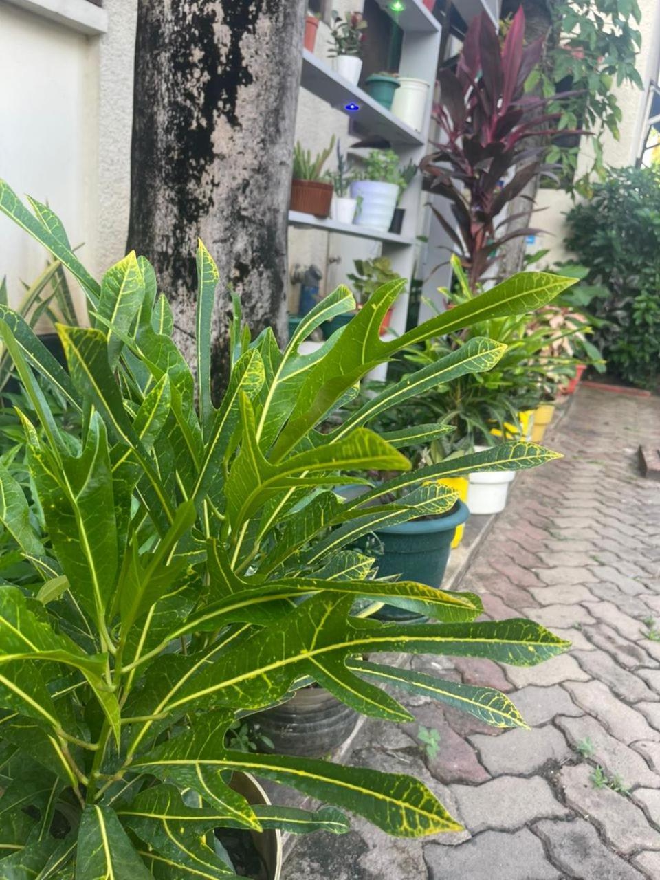 Bed and Breakfast L&J Modern Backpackers Kinondoni Dar es Salaam Zewnętrze zdjęcie